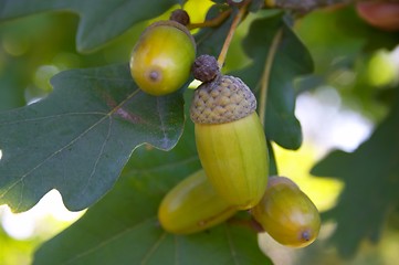 Image showing Acorns