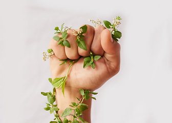 Image showing Woman hand, nature growth and fist for eco warrior, fight and revolution for sustainability protest. White background, studio and person with leaf and green plant in hands for environment rally