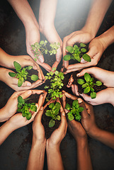 Image showing Hands together, dirt and plants growth with sustainability and community work. People, top green leaf and environment project for gardening, farming and sustainable eco soil for agriculture leaves