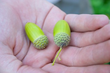 Image showing Acorns on the palm