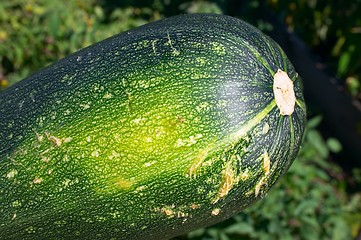 Image showing Zucchini