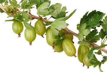 Image showing Gooseberry