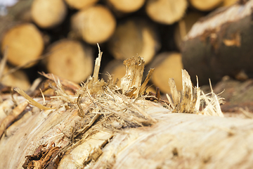 Image showing harvesting pine logs