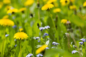 Image showing beautiful yellow dandelions