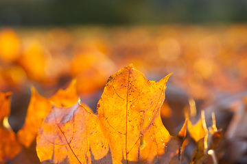 Image showing autumn season