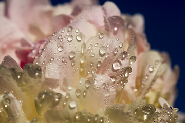 Image showing white peony