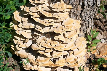 Image showing Wood mushroom