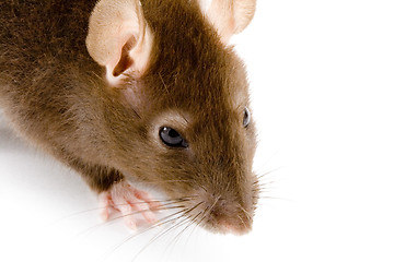 Image showing Brown Rat