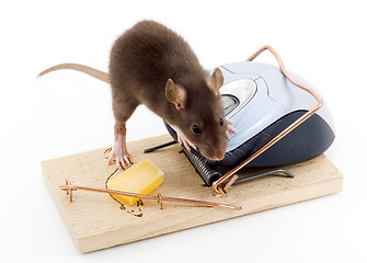 Image showing Clever Mouse