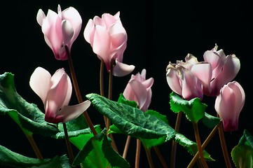 Image showing Cyclamen