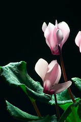 Image showing Cyclamen