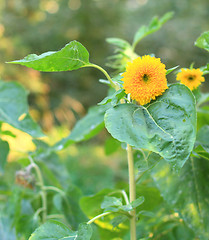 Image showing Fluffy sunflower