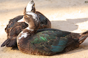 Image showing Duck