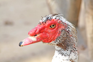 Image showing Turkey duck