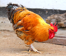 Image showing Rooster