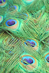 Image showing Peacock feathers