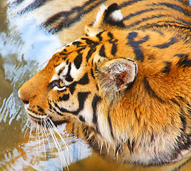 Image showing Tiger