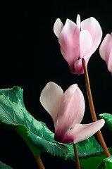 Image showing Cyclamen