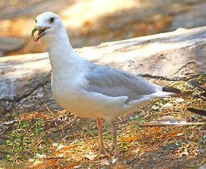 Image showing Seagull