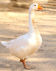 Image showing Goose