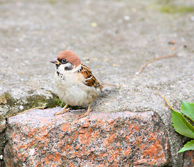 Image showing Sparrow