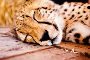 Image showing Cheetah, wildlife and head of young animal resting, sleeping or relaxing at a zoo where its held captive. Closeup of a wild cat, predator and hunter at a national park or game reserve in Africa