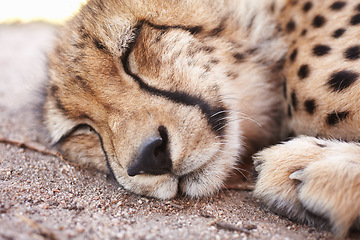 Image showing Cheetah, wildlife and young animal sleeping, getting rest or relaxing at a zoo where its held captive. Closeup of predator, hunter or wild cat resting at a national park or game reserve in Africa