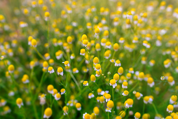 Image showing Faded chamomile flowers in meadow