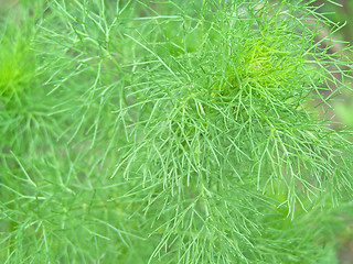 Image showing Dill