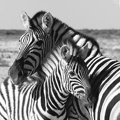 Image showing Zebra in bush, Namibia Africa wildlife