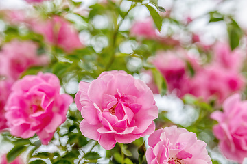 Image showing Pink garden roses close-up