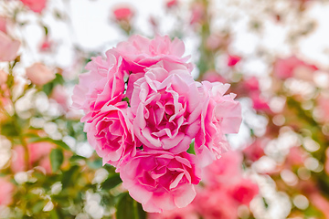 Image showing Pink garden roses close-up