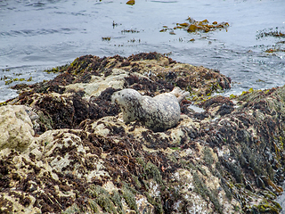 Image showing seal in California