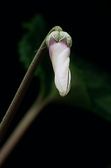 Image showing Bud of Cyclamen