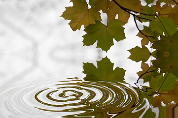 Image showing Ripple, leaf and nature with water drop pattern with mockup for 3d, digital and texture. Environment, design and waves with liquid in background for abstract, sustainability and art deco graphic