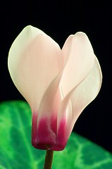 Image showing Cyclamen