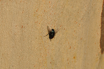 Image showing black fly on tree trunk