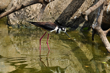 Image showing black-necked stilt