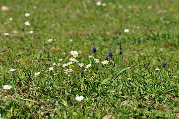 Image showing blooming daisies among grass