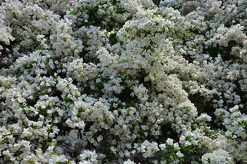 Image showing bougainvillea flowering plant