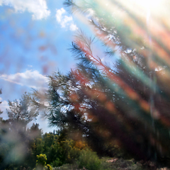 Image showing pine tree branches through painted glass