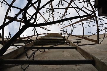 Image showing tree branches rusty ladder