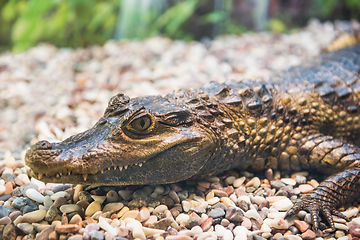 Image showing The spectacled caiman