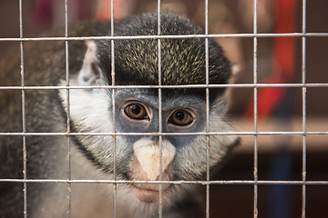 Image showing Monkey in the cage