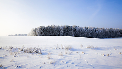 Image showing white fresh snow