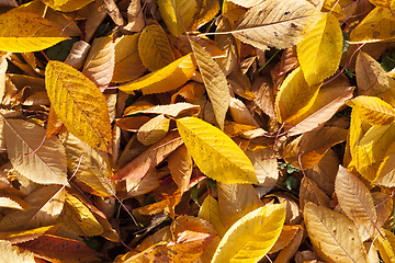 Image showing autumn foliage