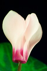 Image showing Cyclamen