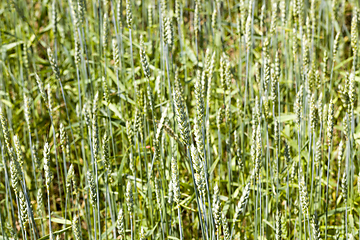 Image showing green wheat ear