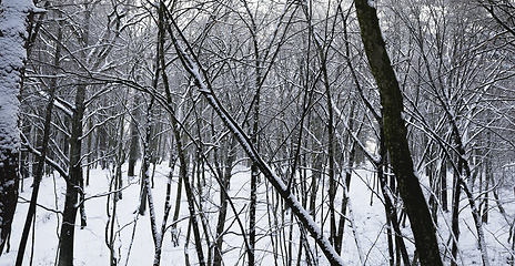 Image showing snow forest in winter