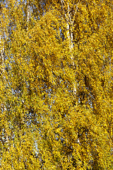 Image showing birch foliage